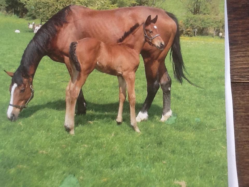Deepaller Farm Tiverton  Luaran gambar